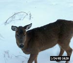 Deer from Office Window