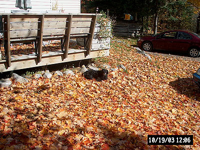 Susie in the Leaves