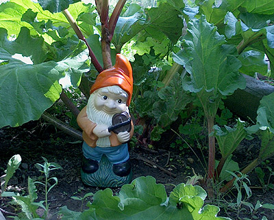 Under the spreading rhubarb leaves.